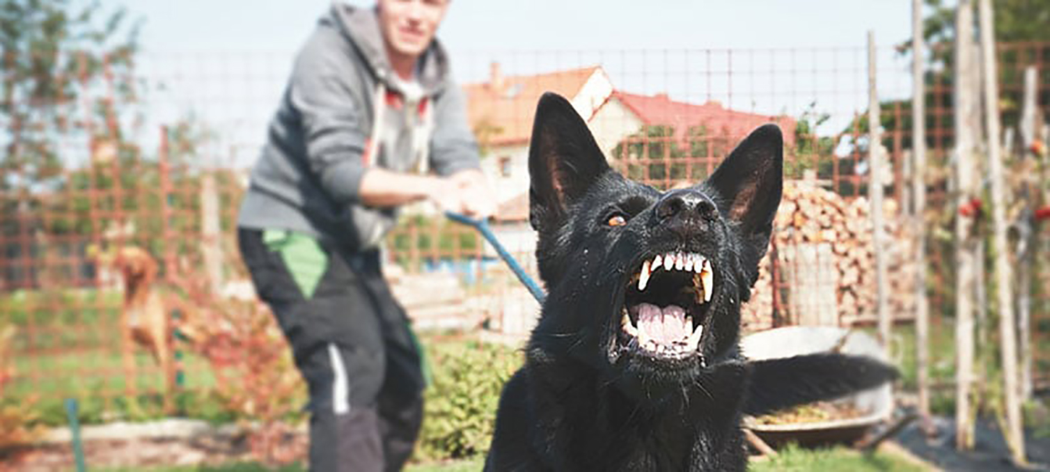 cuanto tarda en curarse de una mordedura de perro