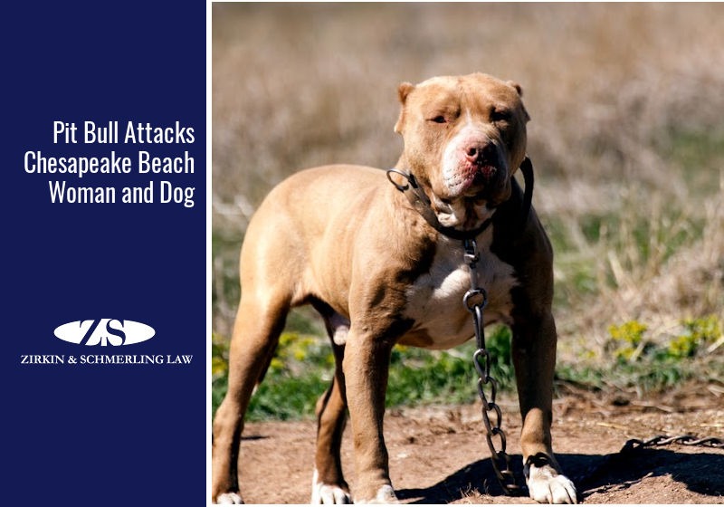 do pit bulls attack for no reason