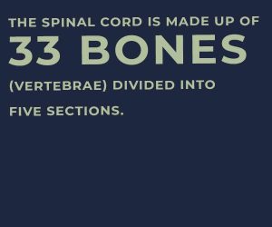 spinal cord bones