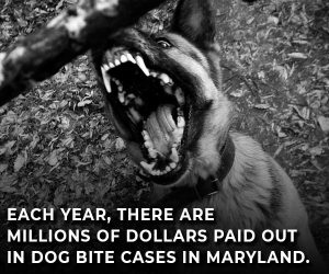 dog bite cases