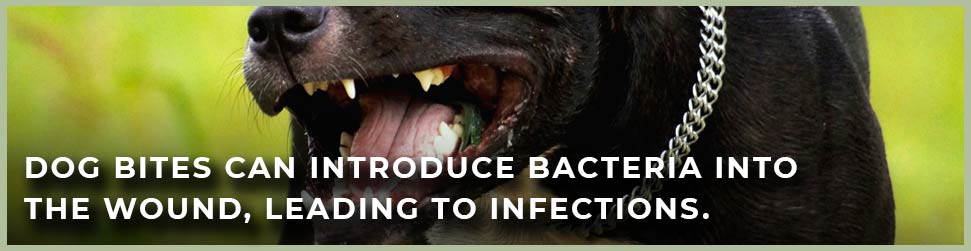 dog bite infections