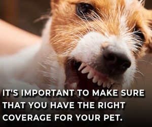 coverage for your pet