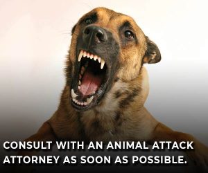 dog bite lawyer in essex