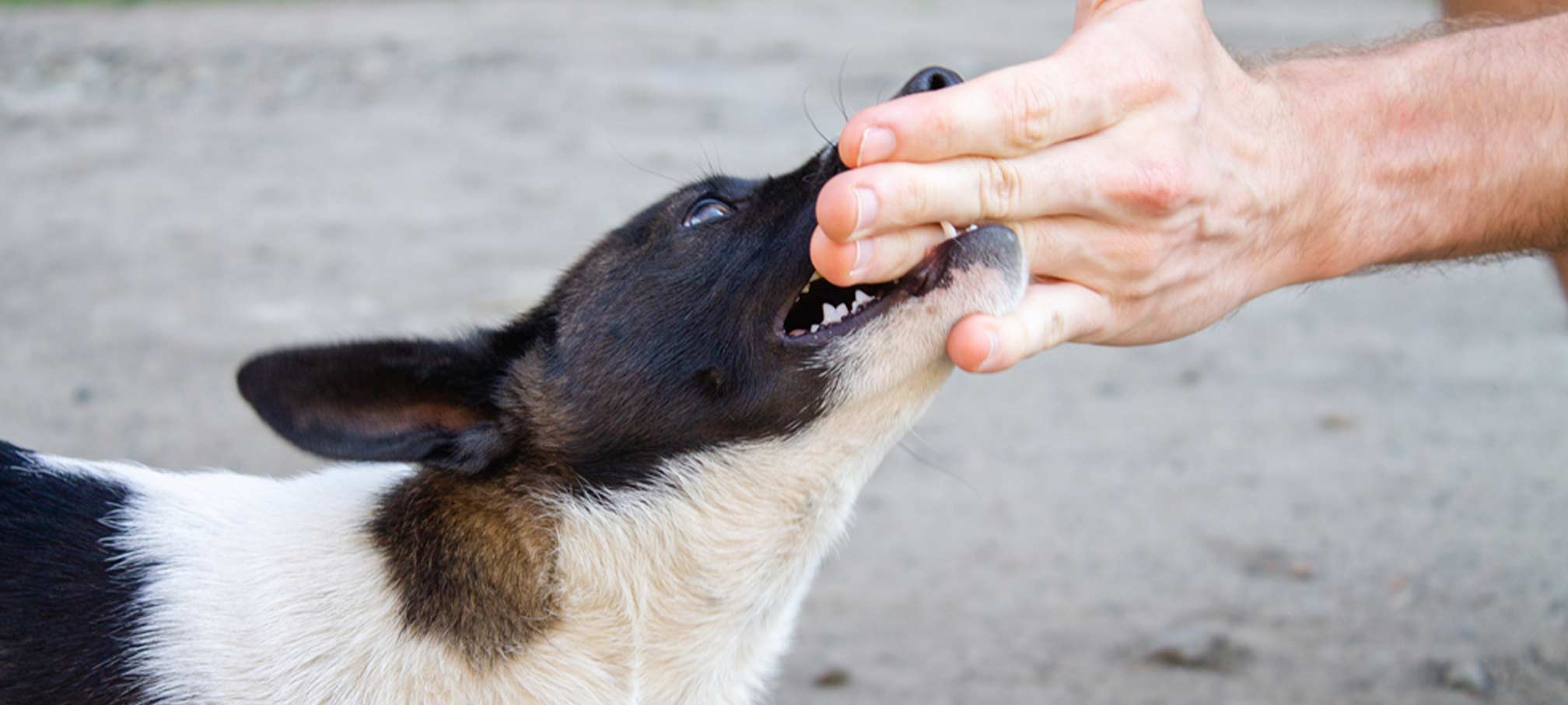 dog bite lawyer in essex